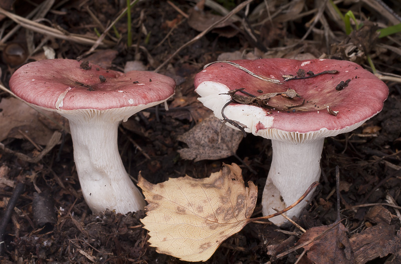 Russula exalbicans